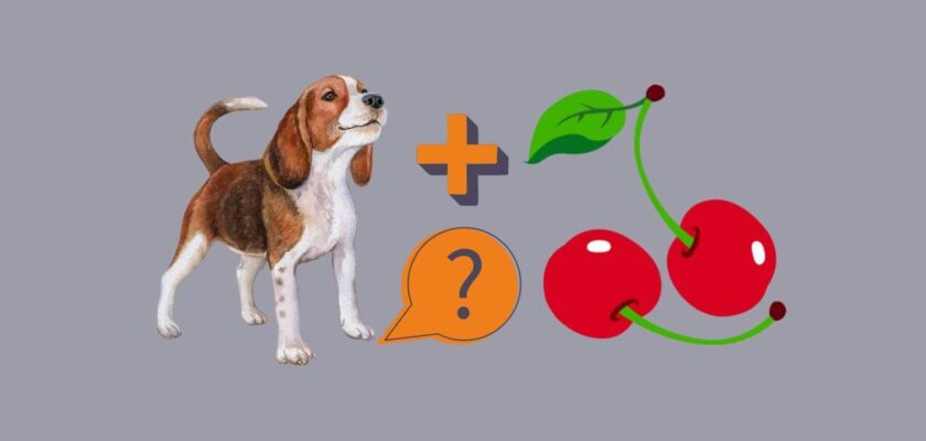 can dogs eat cherries