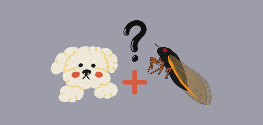 can dogs eat cicadas
