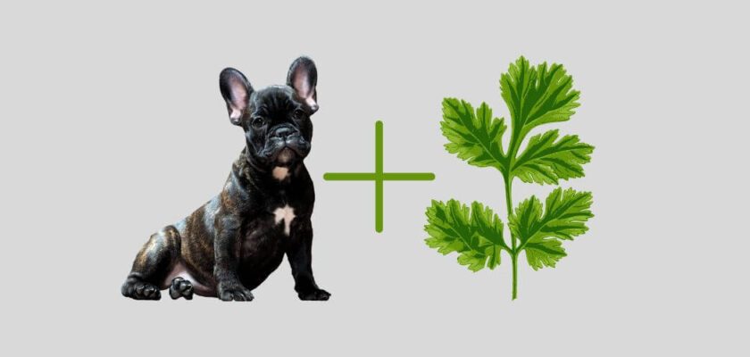 can dogs eat cilantro