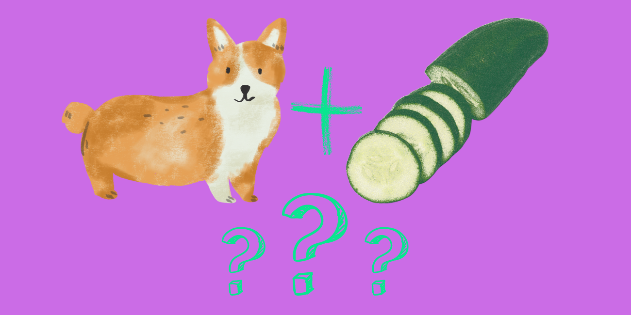 are cucumbers safe for dogs to eat