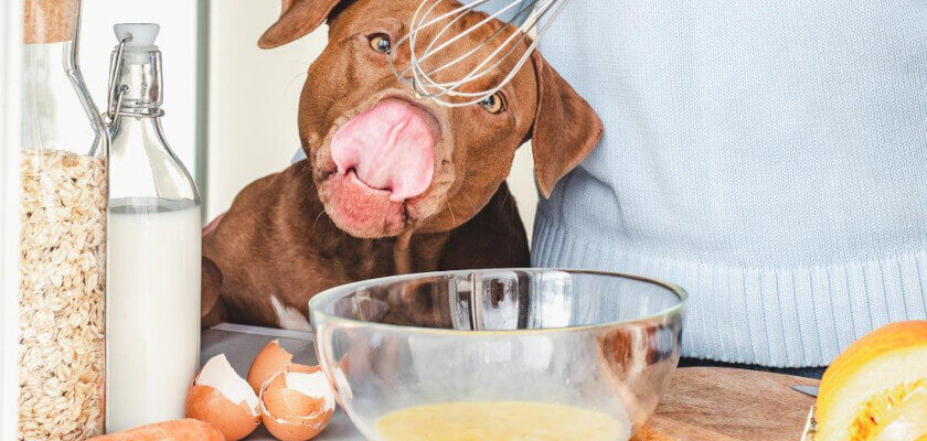 can dogs eat eggs