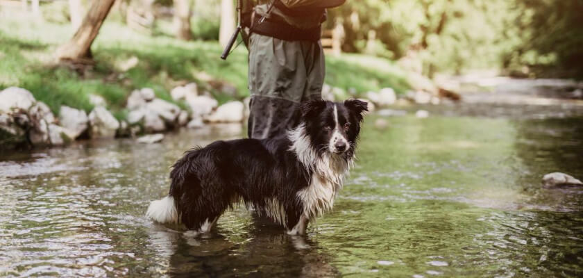 can-dogs-eat-fish-petstime