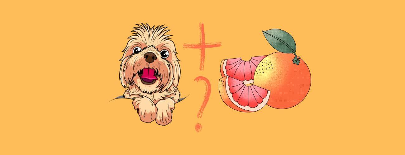 Can Dogs Eat Grapefruit? Pros and Cons PetsTime