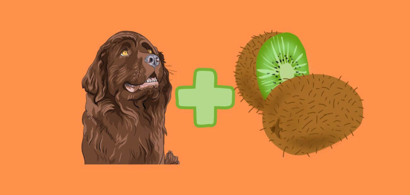 can dogs eat kiwi