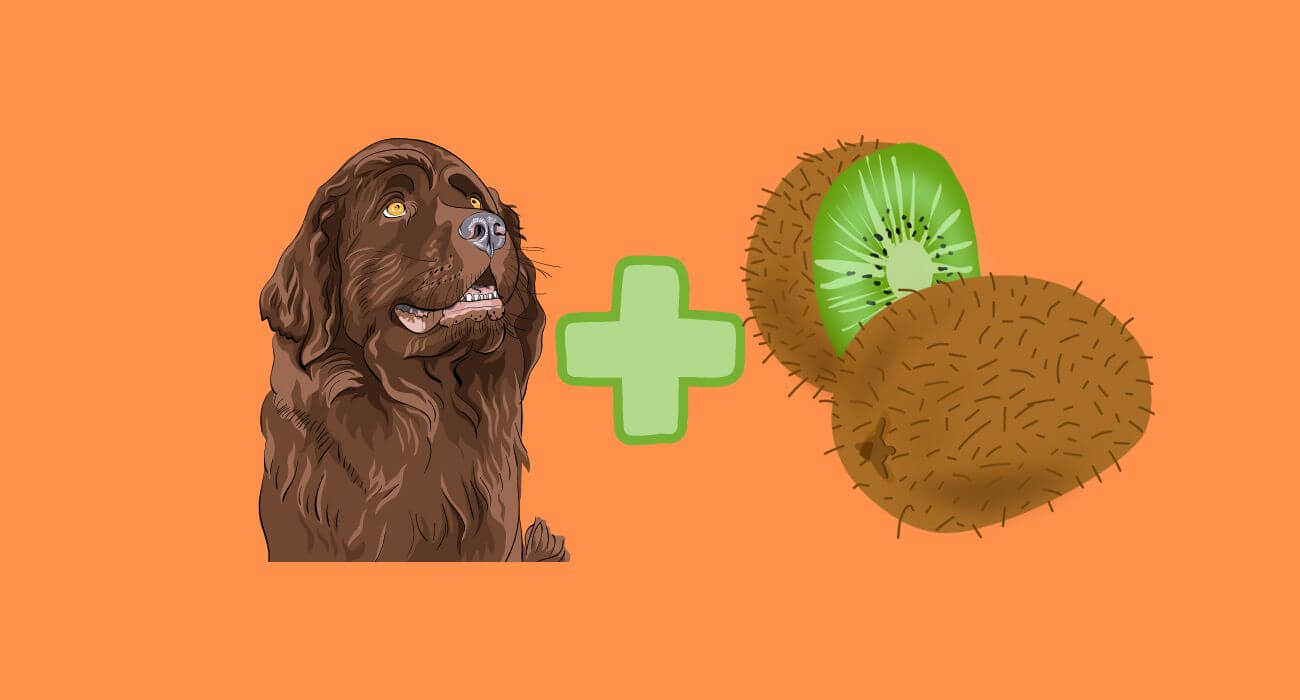 Can Dogs Eat Kiwi?🥝 PetsTime