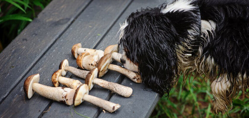 can dogs eat mushrooms