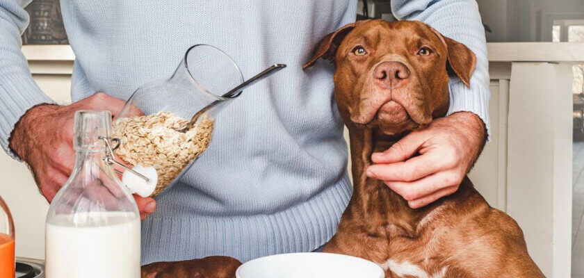 Can Dogs Eat Oatmeal And Do Dogs Like Oat PetsTime