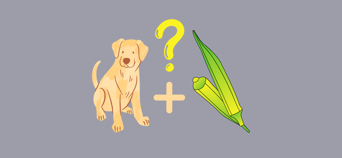 Can Dogs Eat Okra? When Can It Be Bad for Dogs? PetsTime