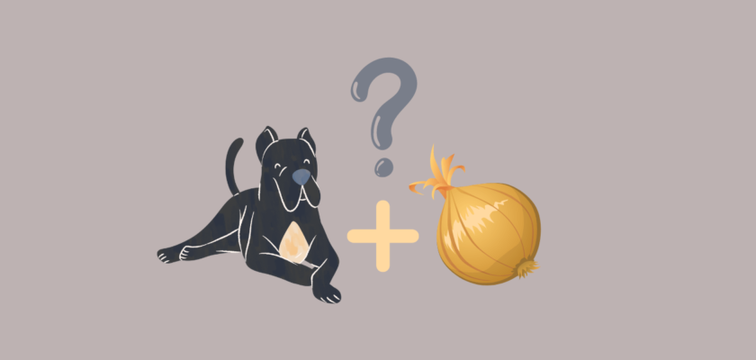 can dogs eat onions