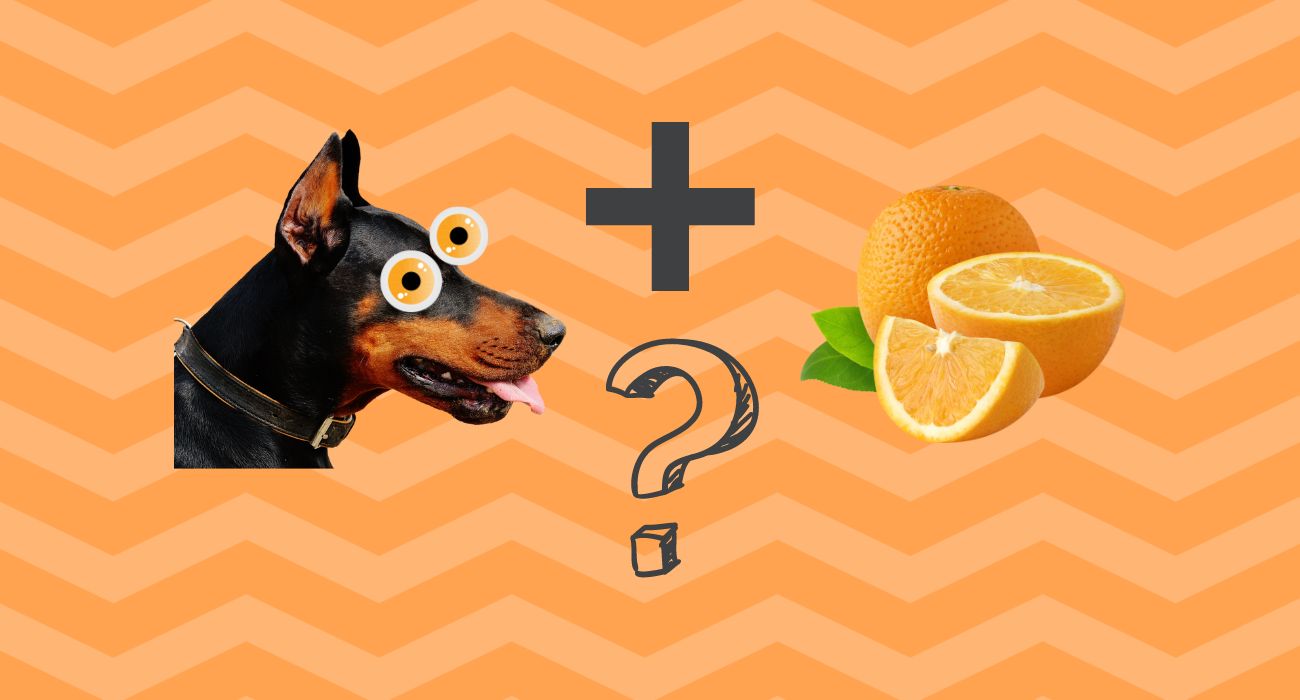 Can Dogs Eat Oranges and Orange Peel? Dog Tips - PetsTime