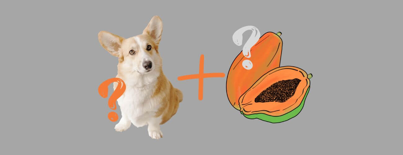 Can Dogs Eat Papaya? Learn the Answer! PetsTime