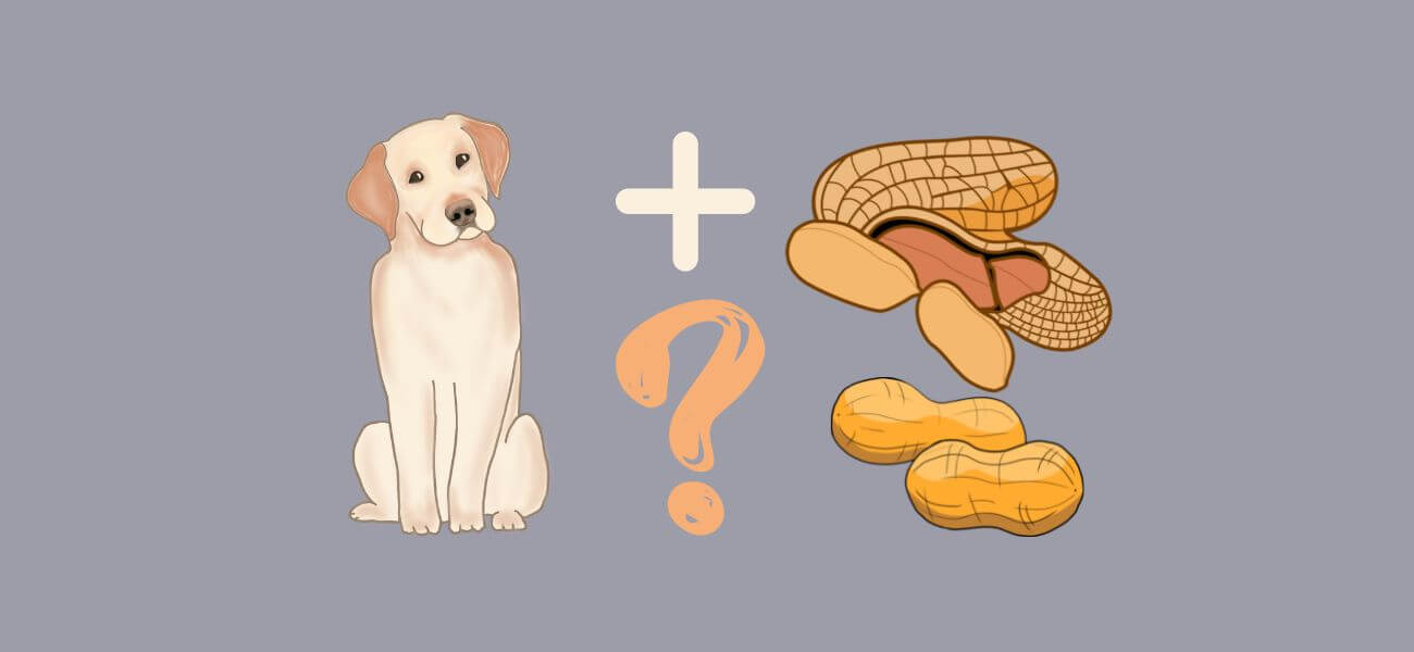 Can Dogs Eat Peanuts? PetsTime