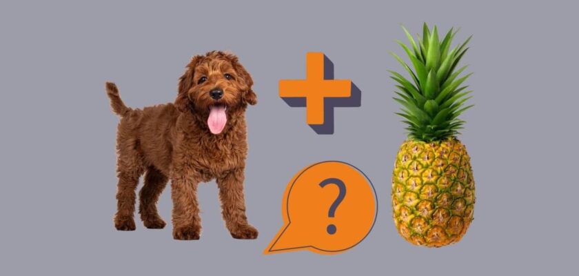 can my dog eat pineapple