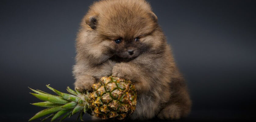 can dogs eat pineapple? what's the verdict