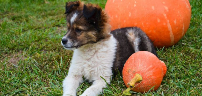 can-dogs-eat-pumpkin-benefits-of-pumpkin-petstime