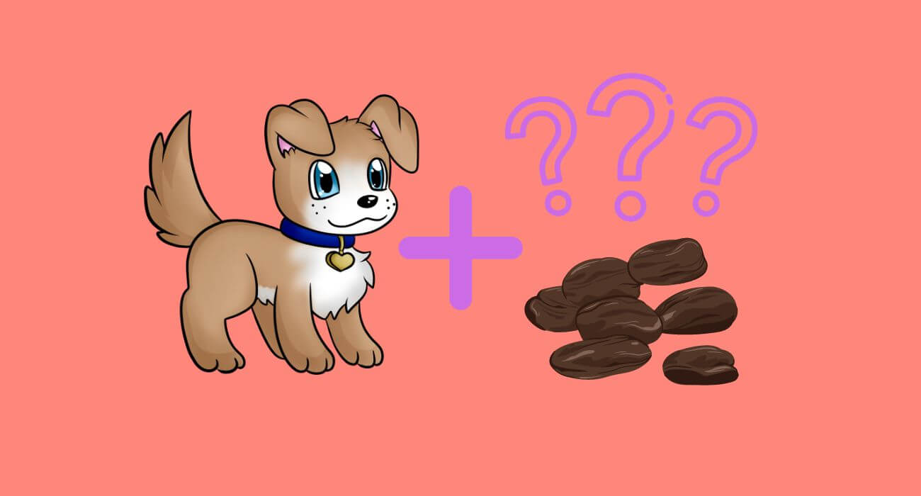 Can Dogs Eat Raisins? Grapes and Raisins Toxicity PetsTime