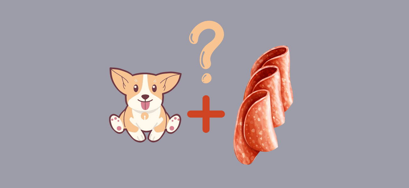 Can Dogs Eat Salami? PetsTime