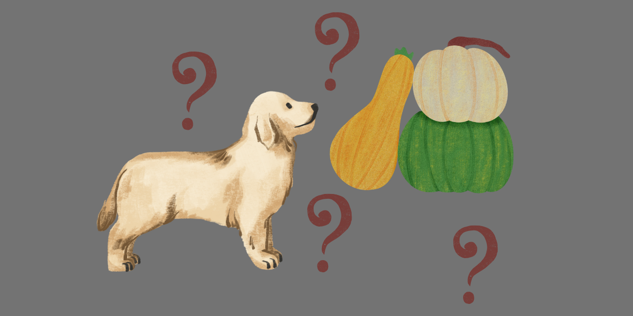Can Dogs Eat Squash? Butternut Squash for Dogs PetsTime