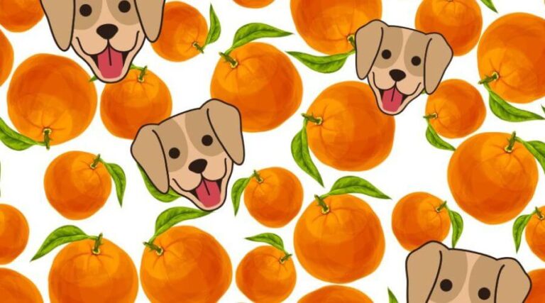 can-dogs-eat-tangerines-and-mandarines-petstime