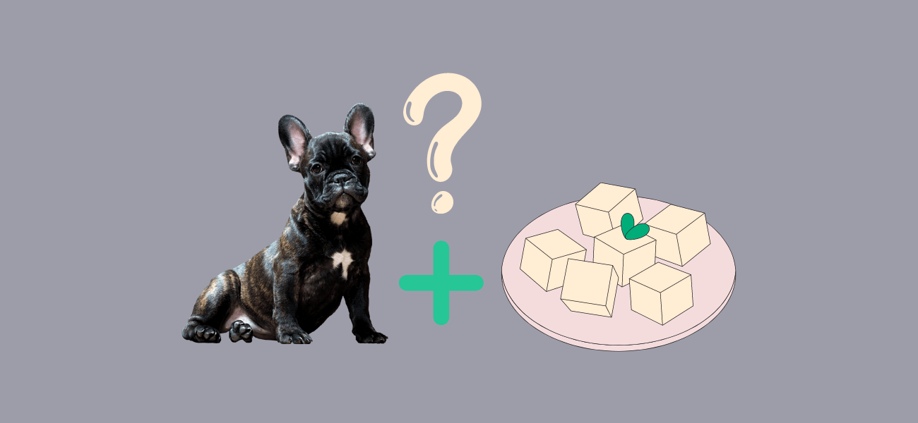 Can Dogs Eat Tofu? Are Soy Products Safe for Dogs?
