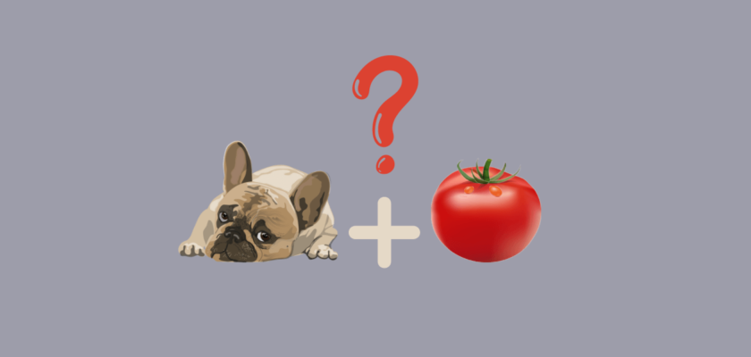 can dogs eat tomatoes