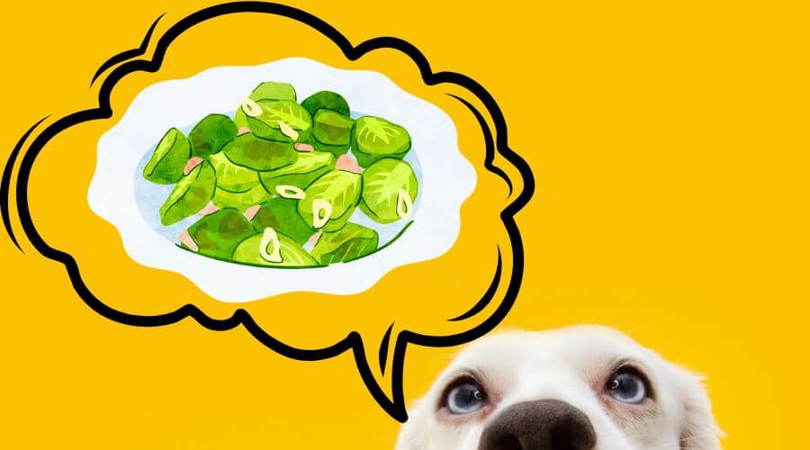 are brussel sprouts bad for your dog