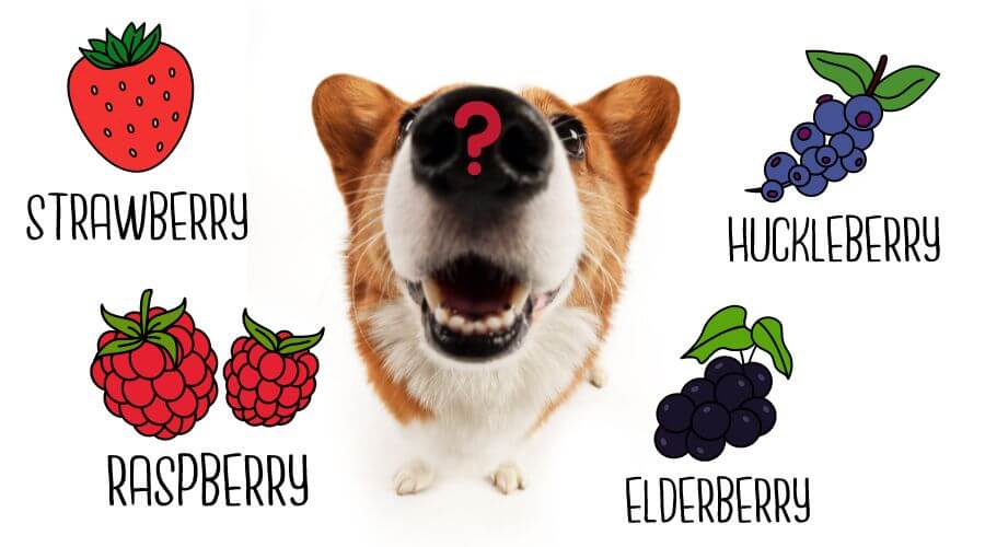 Can Dogs Eat Raspberries? Health Benefits of This Sweet Treat