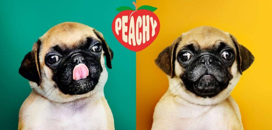serving peach treats to dogs - safe and unsafe