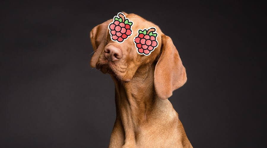 the health benefits of raspberries for your dog