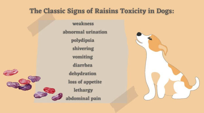 Can Dogs Eat Raisins? Grapes and Raisins Toxicity - PetsTime