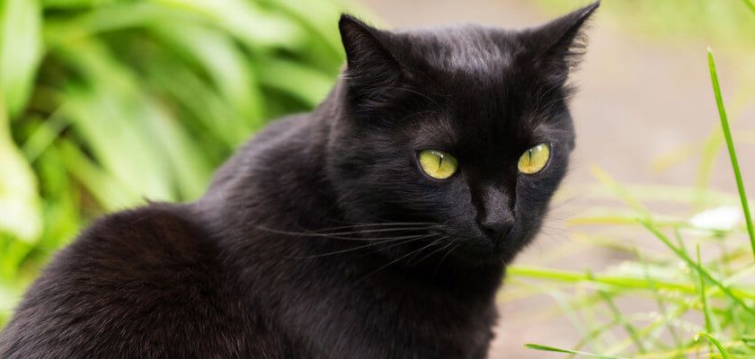 Bombay Cat Breed Information. Full Profile & Cat Trivia - PetsTime