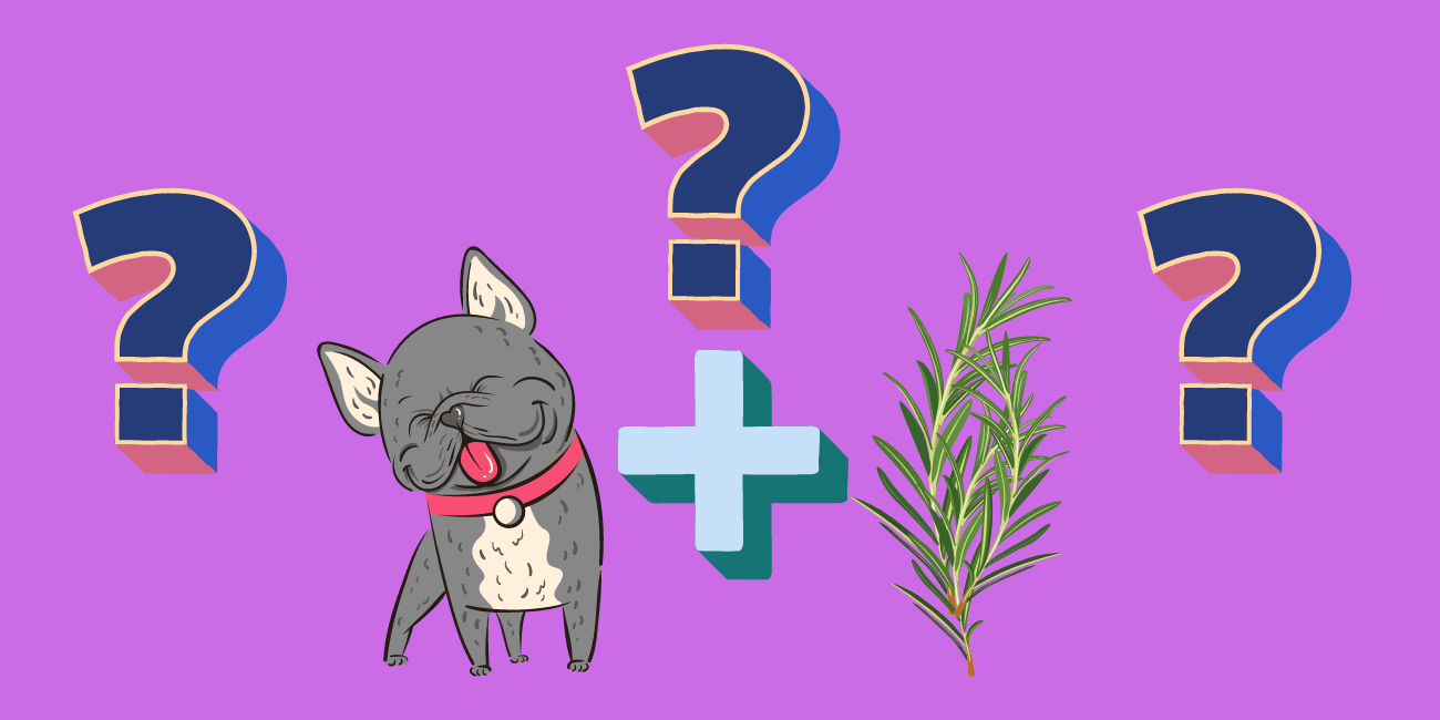 can-dogs-eat-rosemary-are-herbs-safe-for-dogs-petstime