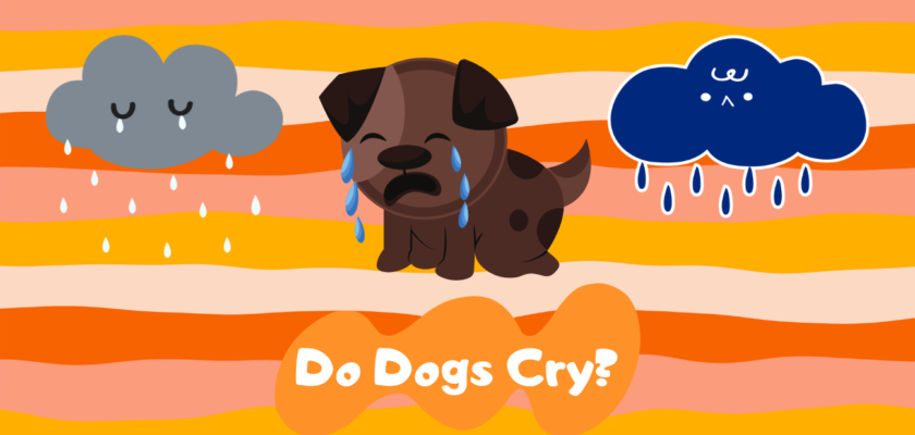 Do Dogs Cry