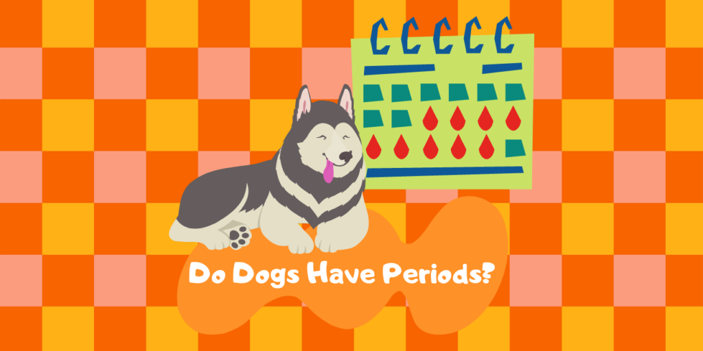 Do Dogs Have Periods? Female Dogs & Heat Cycle PetsTime