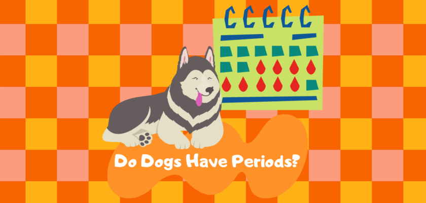 Do Dogs Have Periods