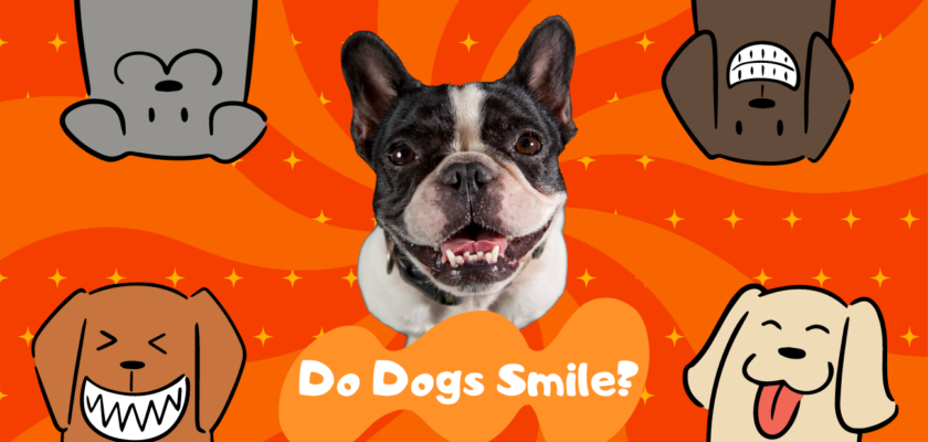 Do Dogs Smile