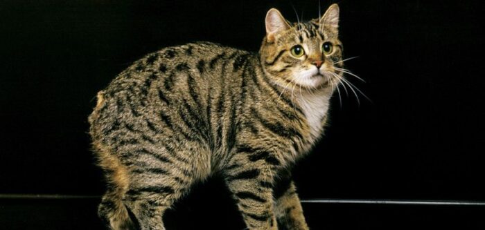 Manx Cat Breed. Top Features, History, Price & Facts - PetsTime