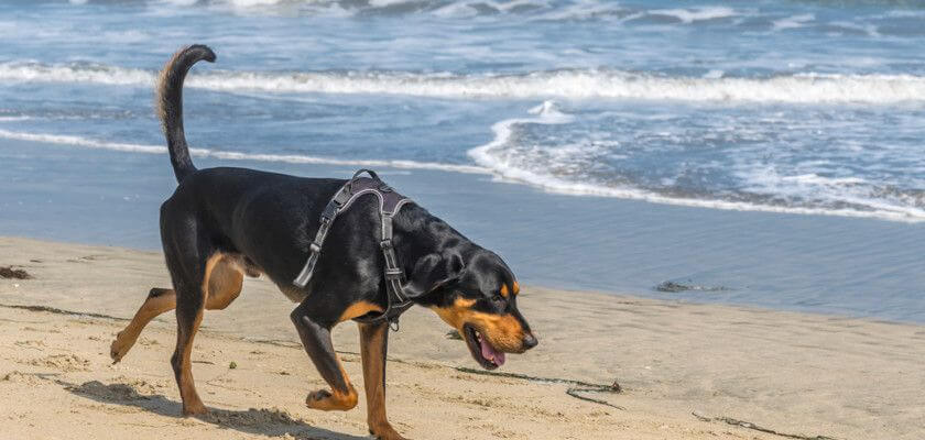 how often should you walk your black and tan coonhound puppy