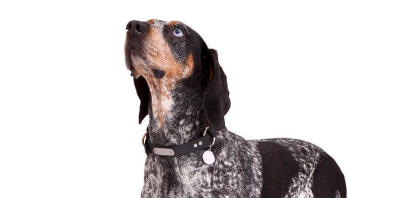 bluetick coonhound