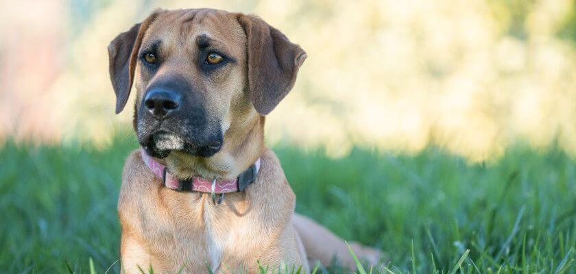 Boerboel Dog Breed Information Guide - PetsTime