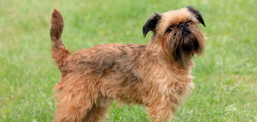 Brussels Griffon Dog Breed Information & Tips - PetsTime