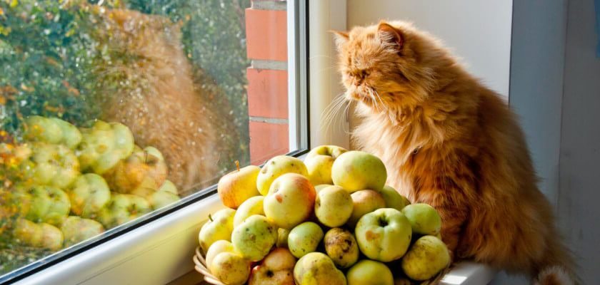 can cats eat apples