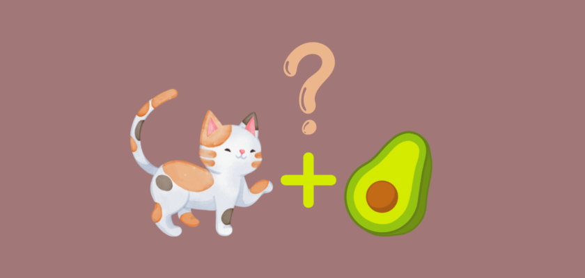 can cats eat avocados