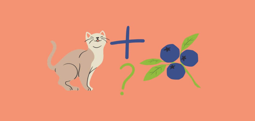 can cats eat blueberries