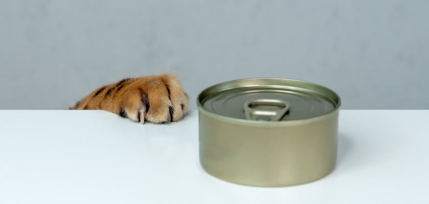 can-cats-eat-canned-tuna-is-it-safe-for-cats-petstime