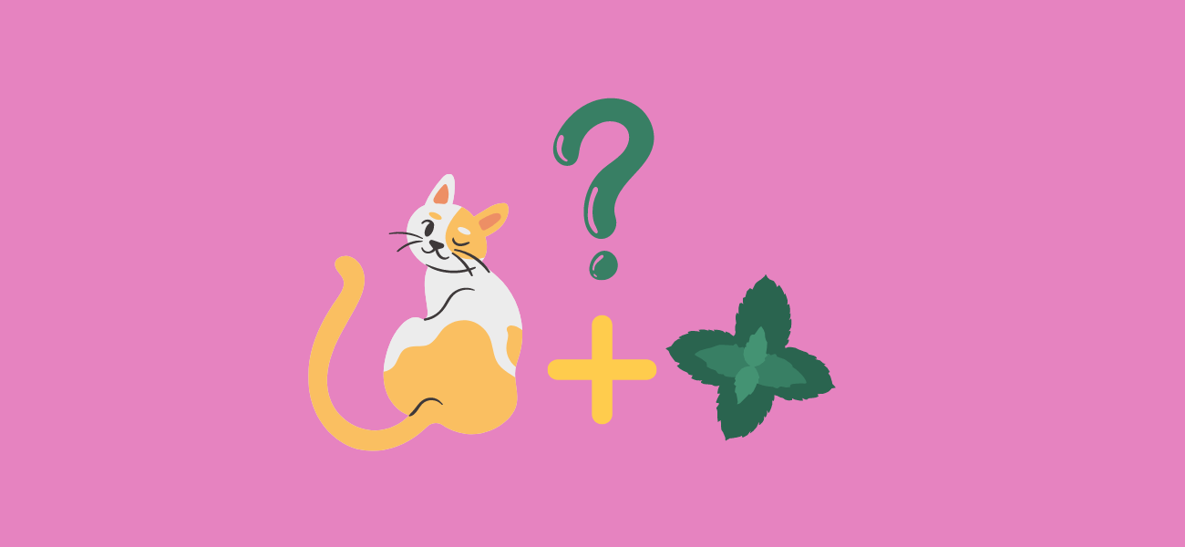 Can Cats Eat Catnip? PetsTime