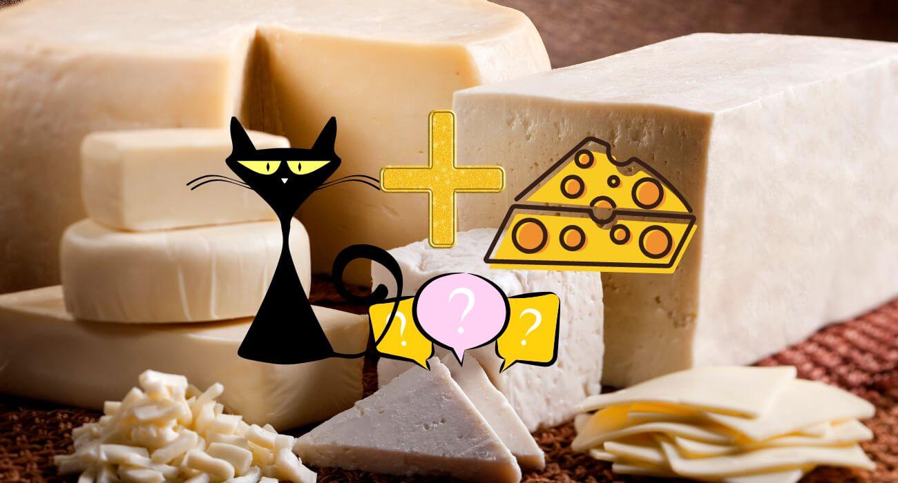 Can Cats Eat Cheese? - PetsTime