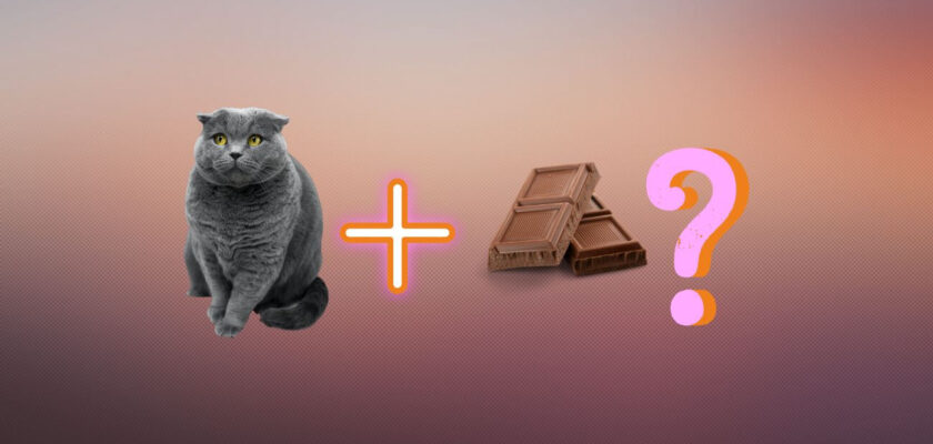 can cats eat chocolate