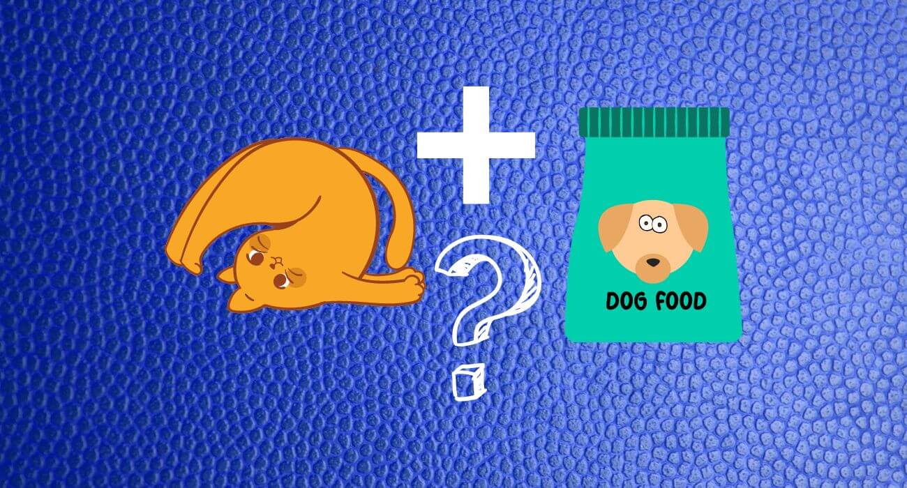 Can Cats Eat Dog Food? How It Differs from Cat Food PetsTime