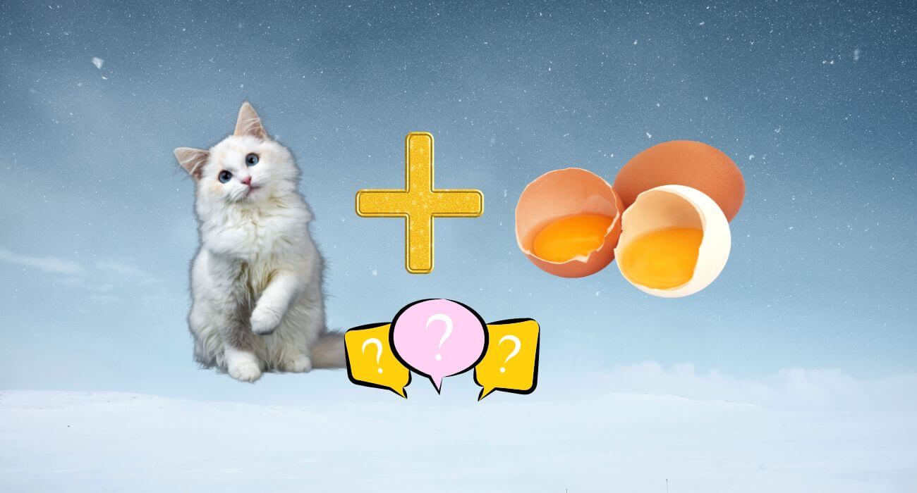 Can Cats Eat Eggs? Raw, Boiled or Scrambled? PetsTime